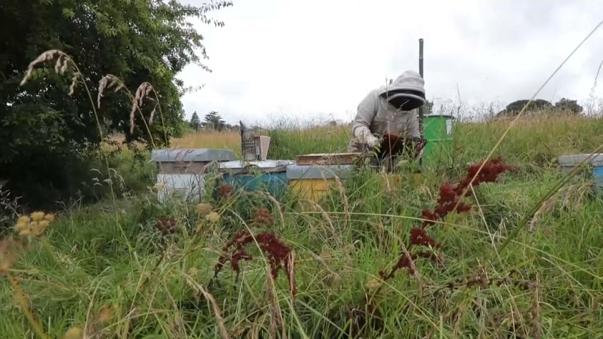 Intempéries en France : les fortes pluies menacent les abeilles