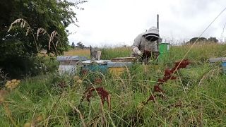 Les apiculteurs de Gironde sont inquiets. La mauvaise météo est particulièrement néfaste pour leurs abeilles.