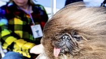الكلب وايلد ثانغ يفوز بمسابقة أبشع كلب في العالم 