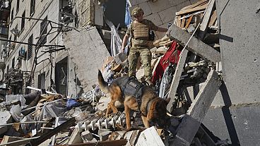 Um trabalhador de resgate com um cão procura vítimas num edifício de apartamentos danificado após ter sido atingido por uma bomba aérea russa em Kharkiv, Ucrânia, sábado, 22 de junho de 2024. 