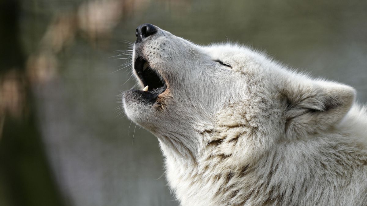 Um lobo branco do Ártico uiva ao sol no jardim zoológico de Duisburg, Alemanha