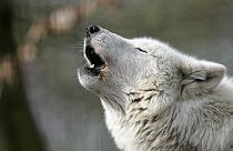 Um lobo branco do Ártico uiva ao sol no jardim zoológico de Duisburg, Alemanha