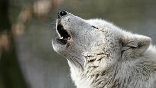 An Arctic white wolf howls in the sun at the zoo in Duisburg, Germany