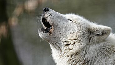 Ένας λευκός λύκος της Αρκτικής ουρλιάζει στον ήλιο στο ζωολογικό κήπο του Ντούισμπουργκ, Γερμανία