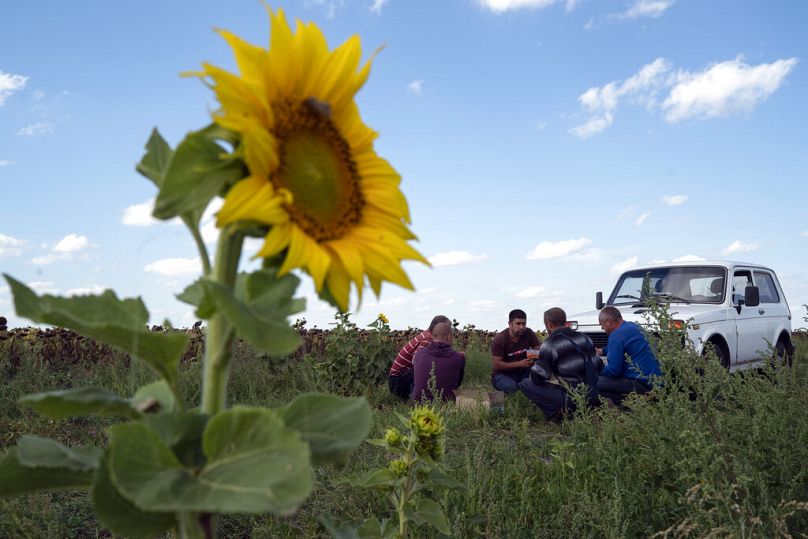 Farm workers take a pause for lunch during the sunflowers harvesting on a field in Donetsk region, eastern Ukraine