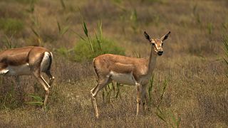 Fughe nella natura: uno sguardo ravvicinato alle amate gazzelle gozzute dell'Azerbaigian