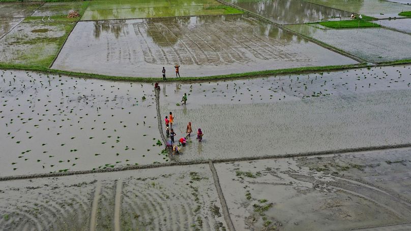 Human-caused climate change is making rainfall more unpredictable and erratic, which makes it difficult for farmers to plant, grow and harvest crops on their rain-fed fields.