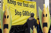 A protest in Brussels, 2008. Although licenced under EU law, public sentiment has led most member states to ban GM crops.
