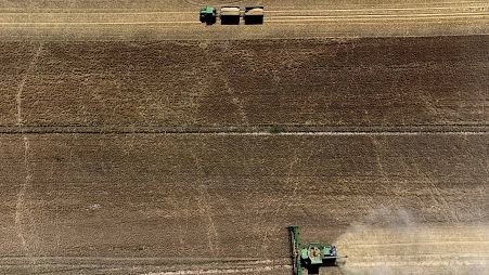 مزارعون يحصدون محصول القمح في ألمانيا