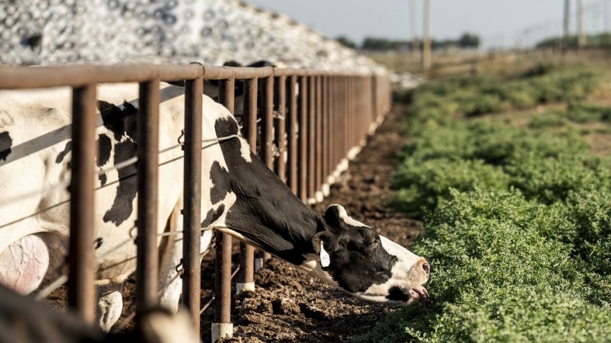 Δανία: Φόρος στους κτηνοτρόφους για τα αέρια του θερμοκηπίου που παράγουν τα ζώα τους Δανία: Φόρος στους κτηνοτρόφους για τα αέρια του θερμοκηπίου που παράγουν τα ζώα τους
