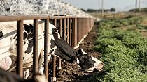 Des vaches se tiennent dans un corral dans une ferme laitière de Pixley, en Californie, le lundi 20 mai 2024.
