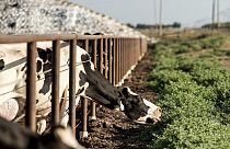 گاوها روز دوشنبه 20 مه 2024 در یک مزرعه لبنیات پیکسلی، کالیفرنیا در یک محله ایستاده اند.