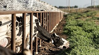 Des vaches se tiennent dans un corral dans une ferme laitière de Pixley, en Californie, le lundi 20 mai 2024.
