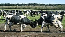 Vacas leiteiras reúnem-se em Sommerbjerggaard depois de serem libertadas dos estábulos, perto de Them, na Dinamarca, no domingo, 19 de abril de 2020. 