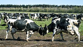 Vacas leiteiras reúnem-se em Sommerbjerggaard depois de serem libertadas dos estábulos, perto de Them, na Dinamarca, no domingo, 19 de abril de 2020. 