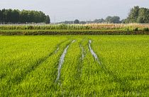 A rice field in Dorno, Italy