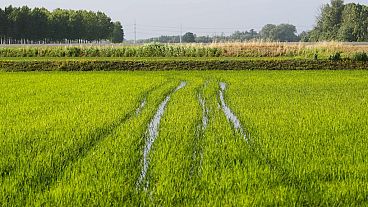 A rice field in Dorno, Italy