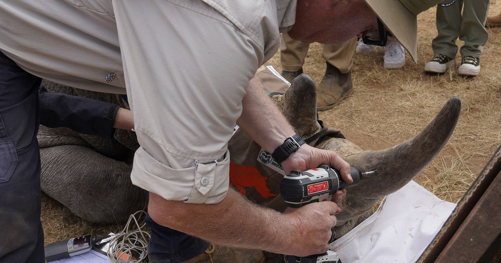 South African researchers test use of nuclear technology to curb rhino poaching South African researchers test use of nuclear technology to curb rhino poaching