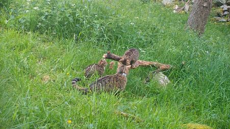 A female wildcat caught on camera with her kittens. 