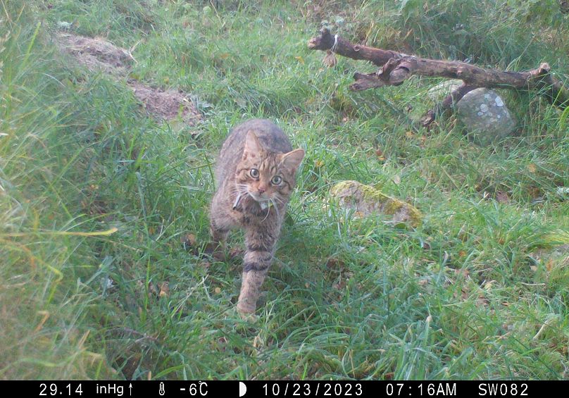 A female wildcat caught on camera before the kittens were born.