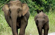 Two pygmy elephants on Borneo. Over 1,000 new species, including the Borneo elephant have been added to the IUCN's 'red list'.