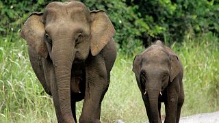 Dos elefantes pigmeos en Borneo. Más de 1.000 nuevas especies, entre ellas el elefante de Borneo, han sido incluidas en la "lista roja" de la UICN.