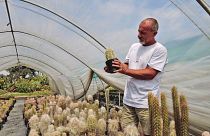 Andrea Cattabriga, président de l'ABC, examine les cactus rares qu'il a cultivés dans sa serre de San Lazzaro di Savena, en Italie, en 2021.