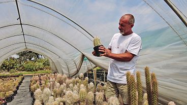 Andrea Cattabriga, presidente de ABC, examina los cactus raros que cultiva en su invernadero de San Lazzaro di Savena (Italia) en 2021.