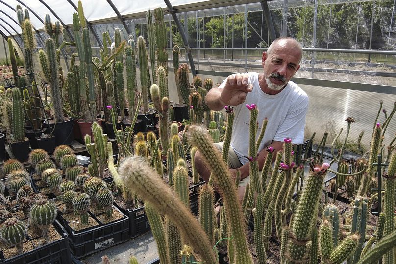 Cattabriga, experto en cactus raros, fue llamado por los Carabinieri en febrero de 2020 como consultor para examinar miles de cactus robados del desierto de Atacama, en Chile.