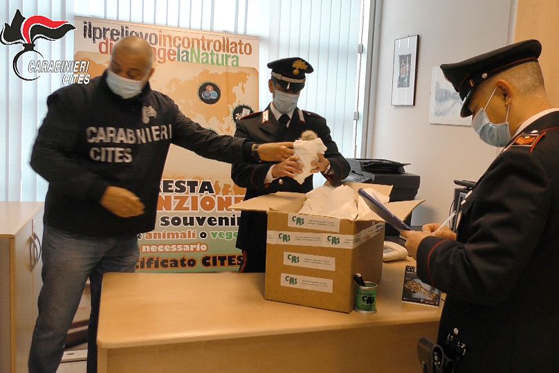 Carabinieri italianos (policía militar) envuelven cactus confiscados para enviarlos de vuelta a Chile, en Milán, abril de 2021.