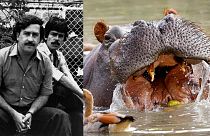 Escobar e Hippo 