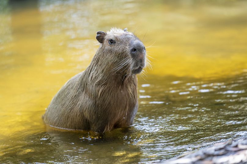 At risk, native capybaras