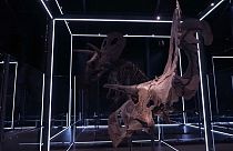Cráneo del Lokiceratops
