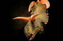 Nova especia de dinossauro Lokiceratops.