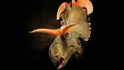 Nova especia de dinossauro Lokiceratops.