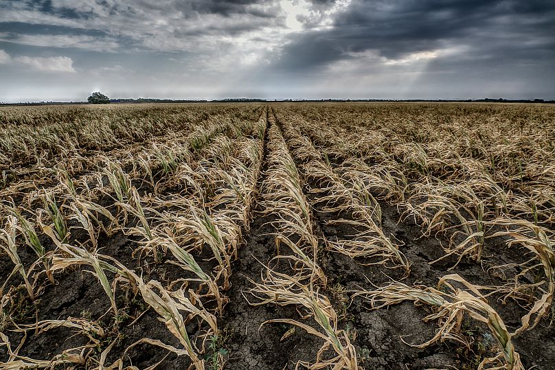 A szárazság miatt megsemmisült termés 2022-ben Szarvas határában