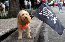 A dog is displaying a flag promoting animal rights
