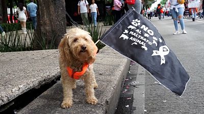 A dog is displaying a flag promoting animal rights