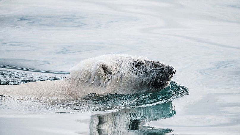 A polar bear swims in Arctic waters. The species is put at risk by heavy fuel oil.