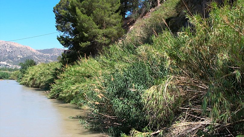 Las zonas vegetales a lo largo de las masas de agua ayudan a filtrar los contaminantes, estabilizan las orillas de los ríos y proporcionan un hábitat para la fauna. 