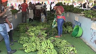 La banane, ce diamant vert pour diversifier l'économie de l'Angola