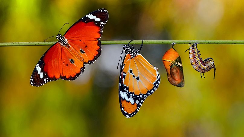 مراحل رشد پروانه رنگین بانو