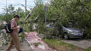 A person walks past a downed tree after a powerful storm in Montenegro's capital Podgorica  Tuesday on July 2, 2024. 
