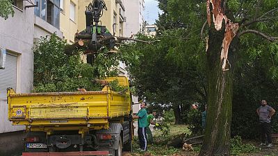 In Croazia a causa del maltempo sono caduti numerosi alberi 