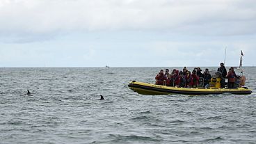 ARCHIVO: Los turistas observan a los delfines nadar cerca de su barco de observación de delfines en la desembocadura del río Tajo en Lisboa, el viernes 24 de junio de 2022.