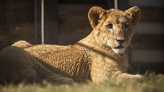 Rescued Lion cub safe in South Africa, many others kept for hunting