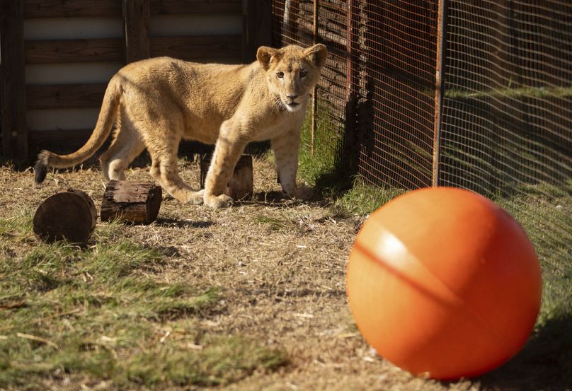 In this photo supplied by Humane Society International (HSI), Freya, a lion cub rescued from the wildfire trade in Lebanon, 