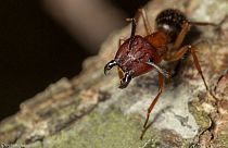 Brown Florida carpenter ants are now known to be miniature surgeons