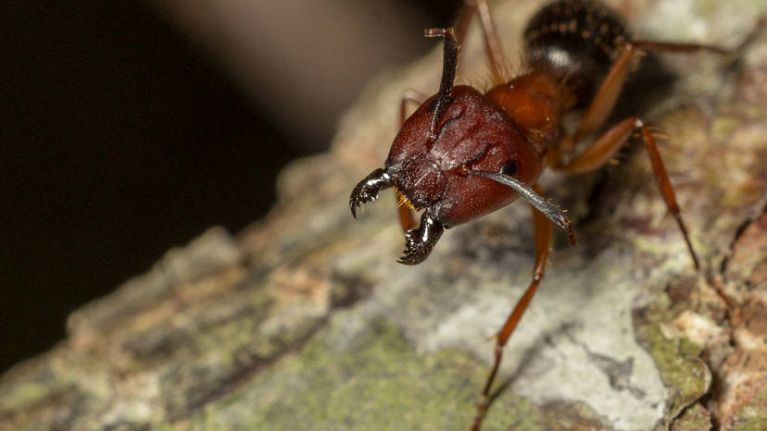 Brown Florida carpenter ants are now known to be miniature surgeons Brown Florida carpenter ants are now known to be miniature surgeons