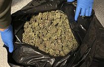 Cette photo fournie par le comté de Penobscot montrant la saisie de 40 livres de marijuana transformée, provenant d'une plantation cachée par un citoyen chinois dans le Maine.